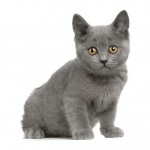 Chartreux Breed Photo