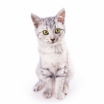 American Wirehair Breed Photo