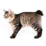 Kurilian Bobtail Breed Photo