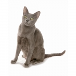 Korat Breed Photo