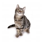 European Shorthair Breed Photo