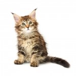 Maine Coon Breed Photo