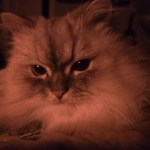 Kennedy's Profile Photo