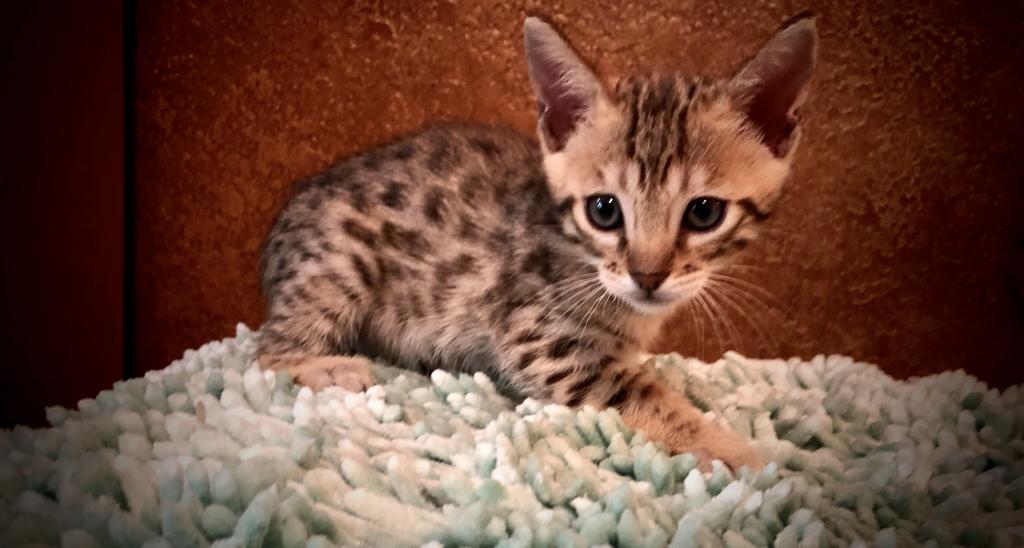 F4 Sbt Savannah Jungle Book 2 Litter Male And Female Savannah Cats For