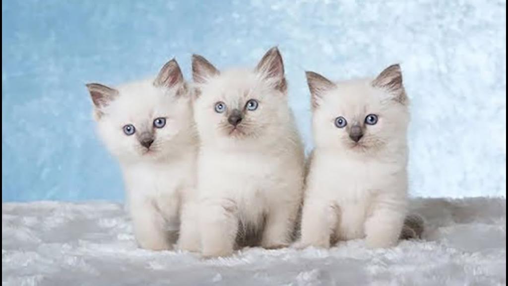 tica-blue-eye-lilac-beaties-male-female-ragdoll-cats-for-sale-in