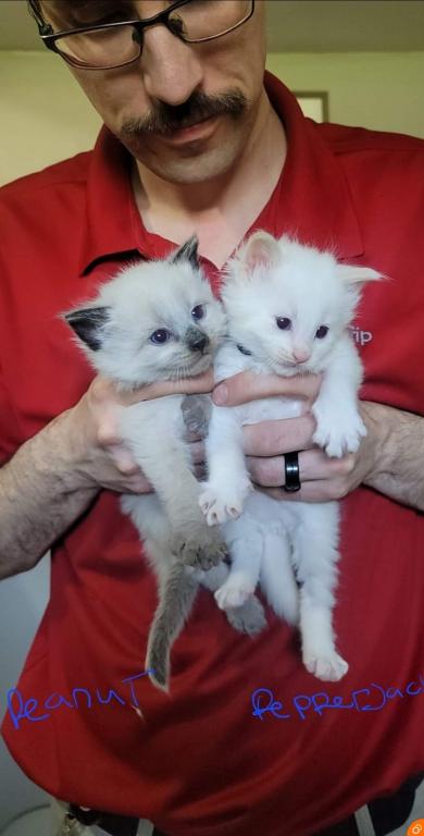 Balinese & Siamese Kittens From Nova - Male & Female Siamese Cats For ...