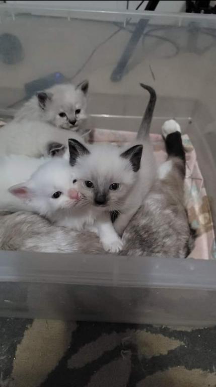 Balinese & Siamese Kittens From Nova - Male & Female Siamese Cats For ...