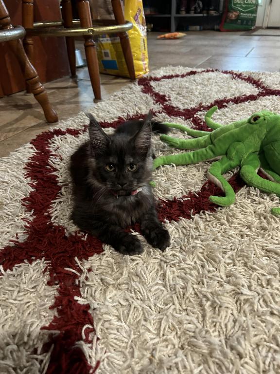 Black Smoke Female Female Maine Coon Kitten For Sale in Florida