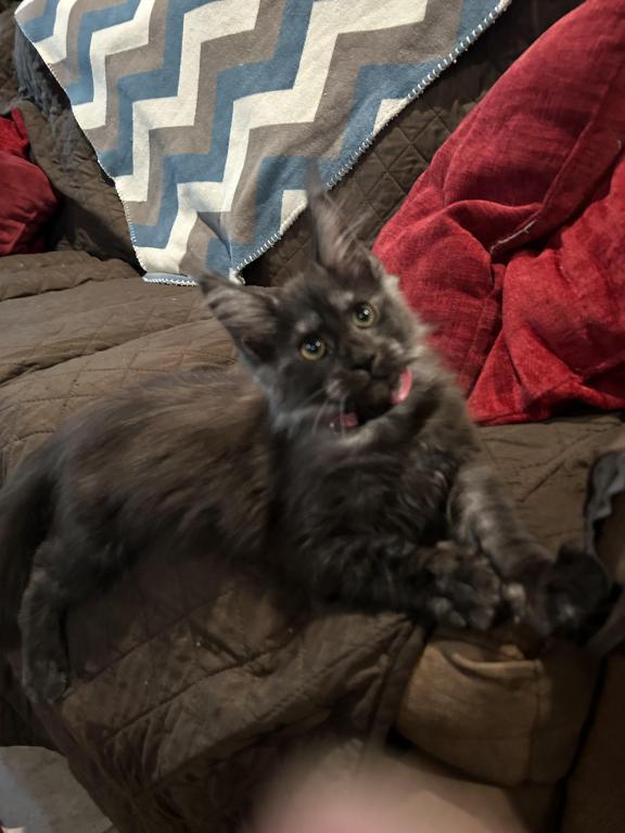 Black Smoke Female Female Maine Coon Kitten For Sale in Florida