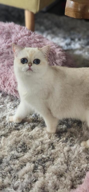 British Shorthair Girl Stunning Beautiful Female British Shorthair   655c87df638b9 20230911 124536 