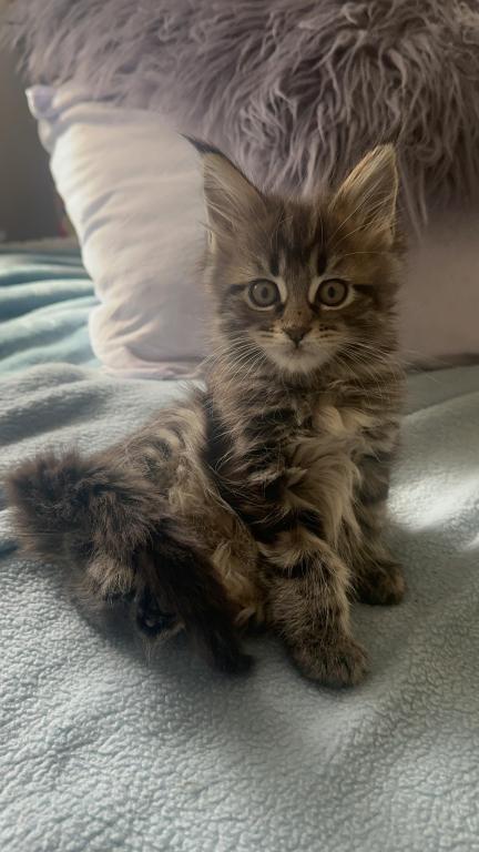 Mainecoon - Male & Female Maine Coon Kittens For Sale in California ...