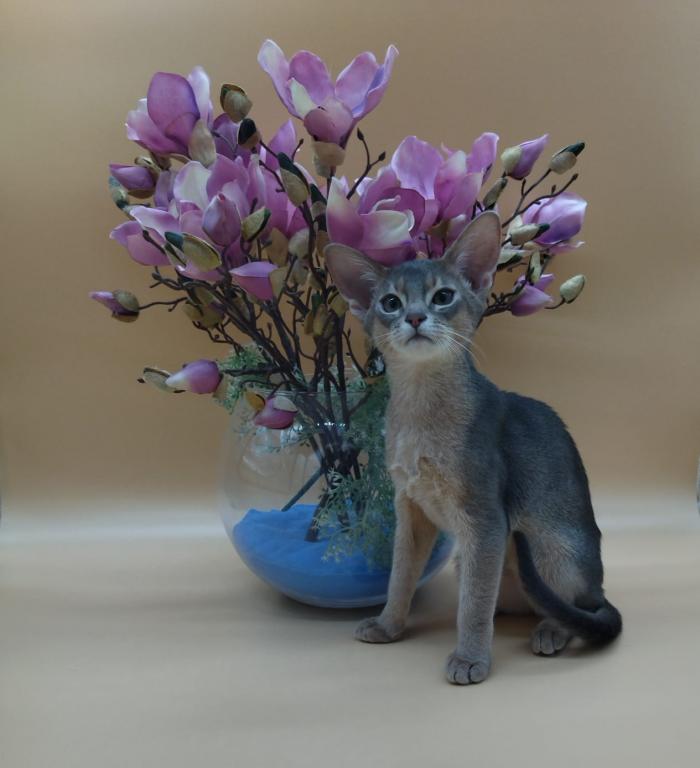 Blue - Male Abyssinian Kitten For Sale In New York, United States 