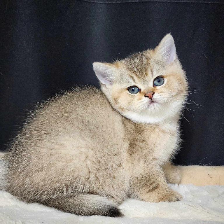 Baby Leon - Male British Shorthair Kitten For Sale in District Of ...