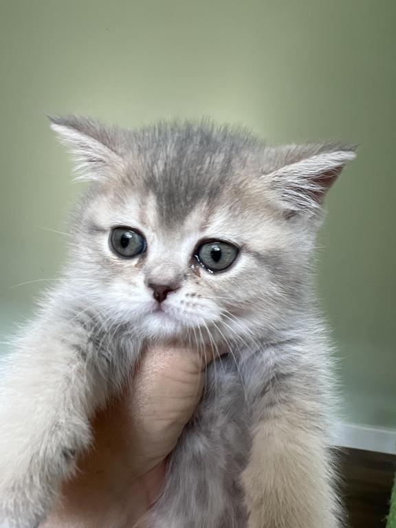 Scottish Fold Olivia Blue Golden Girl AY25 - Female Scottish Fold ...