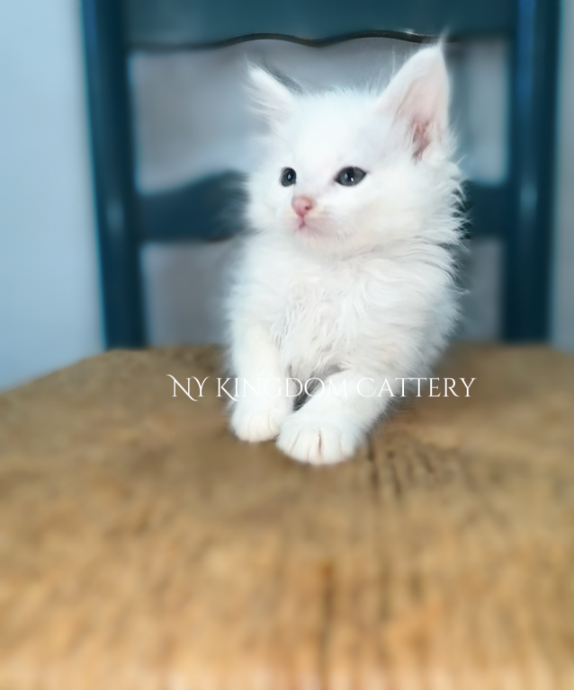 Snow Viking 1 Ready - Male Maine Coon Kitten For Sale in New York