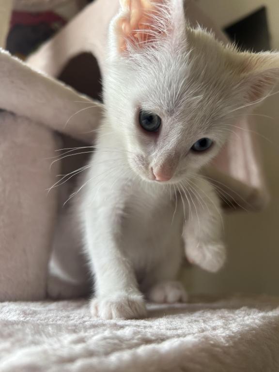 2 Colored Eye Kitten - Male Khao Manee Kitten For Adoption in Illinois ...