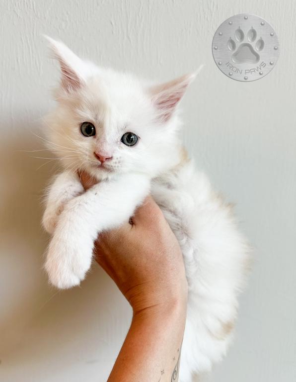 Fenix Male Maine Coon Kitten For Sale in Florida, United States