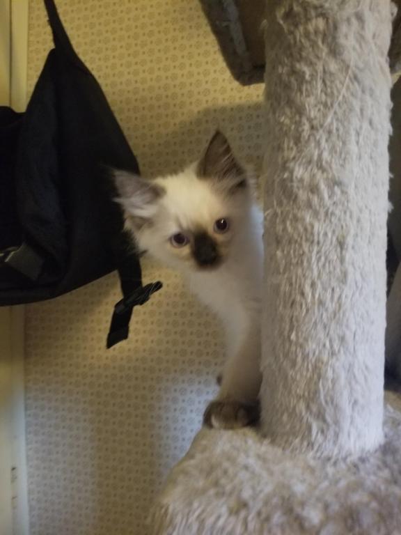 Lily Female Ragdoll Kitten For Sale in Pennsylvania, United States