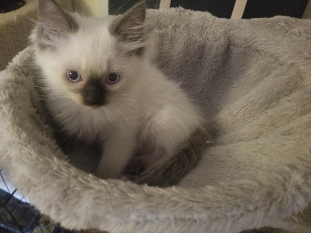 Lily Female Ragdoll Kitten For Sale in Pennsylvania, United States