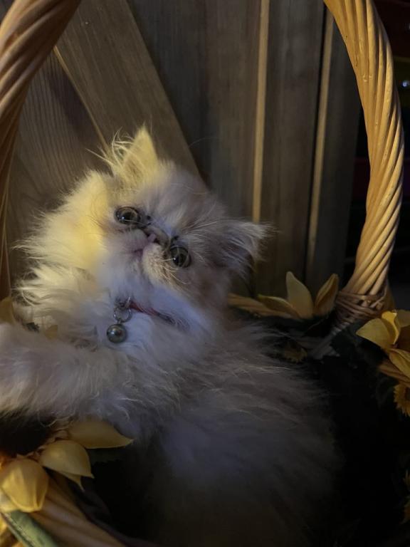 Cream Male Male Persian Kitten For Sale in Pennsylvania, United