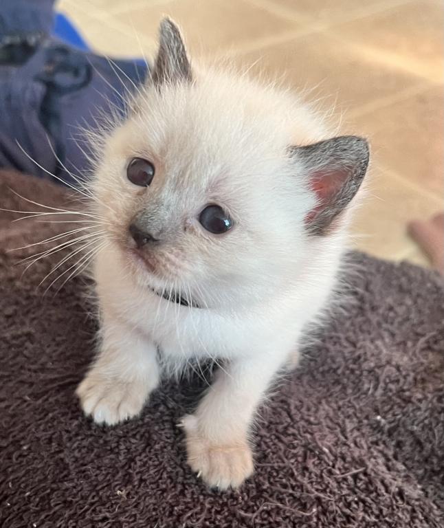 Black Collar Ragdoll Kitten Kats Ravishing Ragdoll Female Ragdoll