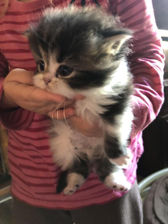 Kyle Male Persian Kitten For Sale In Alabama United States Profile Id