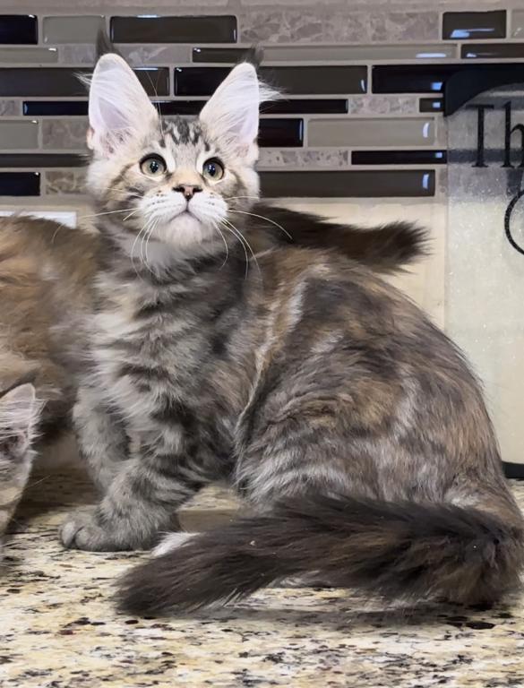 Ready Now - Female Maine Coon Kitten For Sale In Georgia, United States 