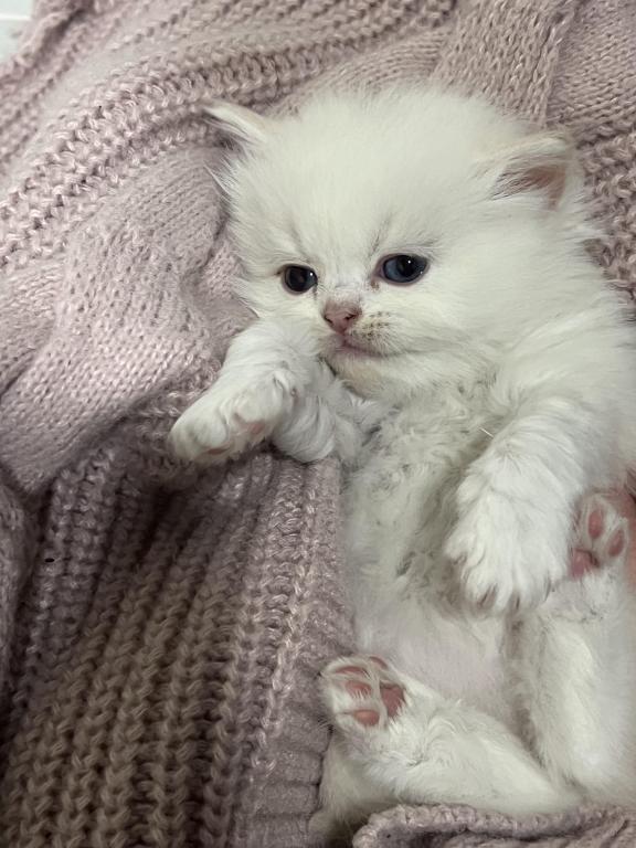 Silver - Male & Female Ragdoll Kittens For Sale in Michigan, United ...