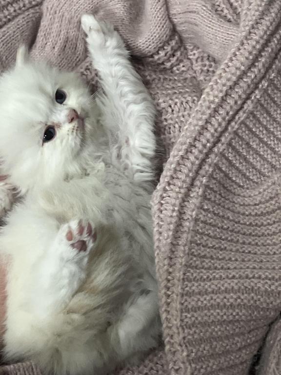 Silver - Male & Female Ragdoll Kittens For Sale in Michigan, United ...