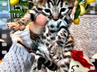 Savannah Lynx Chausie Hybrid Kittens - Female Savannah Cat For Sale in