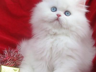 Angelic Doll Face Blue Eyed White Persians - Persian - Gallery Photo #1