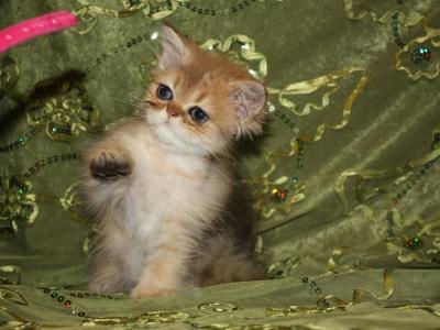 Vanier Golden Persian Kittens - Persian - Gallery Photo #1