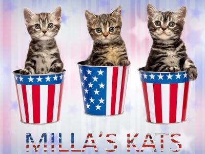 Milla's Kats - American Shorthair - Gallery Photo #1