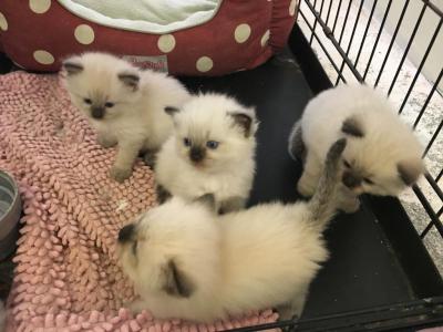 doll face himalayan kittens