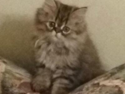 Momma Night N Gale Litter - Male & Female Persian Kittens ...