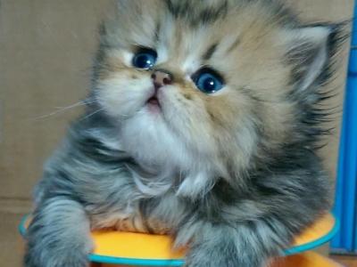 Golden Persian Kittens For Sale - Persian - Gallery Photo #1