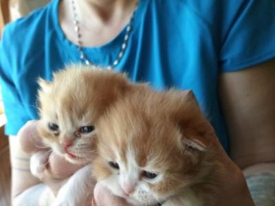 Ezzra & Baby's Available - Persian - Gallery Photo #1
