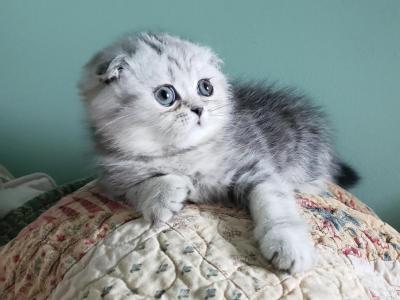 STUNNING SCOTTISH FOLDS - Male & Female Scottish Fold Kittens For Sale ...