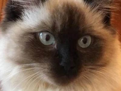 doll face himalayan cat