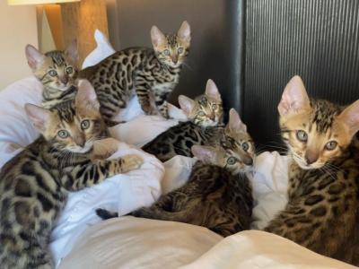 Exotic Bengal Kittens With Perfect Pattern - Bengal - Gallery Photo #1
