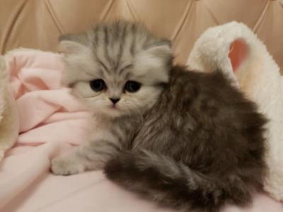 STUNNING SCOTTISH FOLDS - Male & Female Scottish Fold Kittens For Sale ...