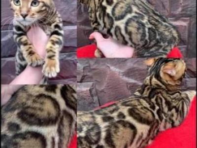 Clouded Bengal Kittens Available Always - Bengal - Gallery Photo #1