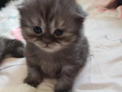 STUNNING SCOTTISH FOLDS - Male & Female Scottish Fold Kittens For Sale ...