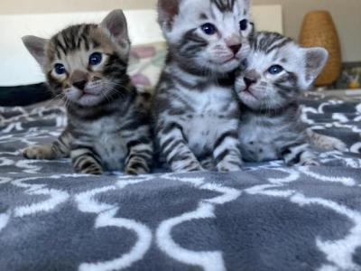 Silver And Brown Spotted Bengals - Bengal - Gallery Photo #1