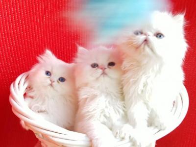 Doll Face Blue Eyed White Persians - Persian - Gallery Photo #1