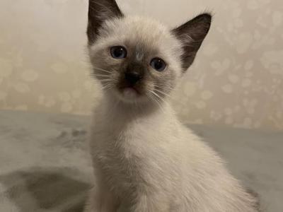 Siamese Kitten - Siamese - Gallery Photo #1