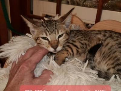 Chase & Paige F6 Kittens - Savannah - Gallery Photo #1