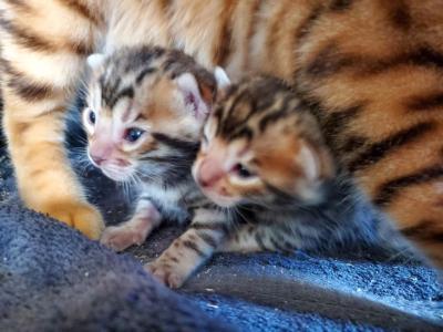 We Have Kittens Throughout The Year - Bengal - Gallery Photo #1
