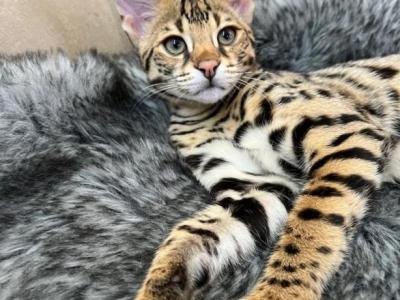 F1 Savannah Cat For Sale - Savannah - Gallery Photo #1