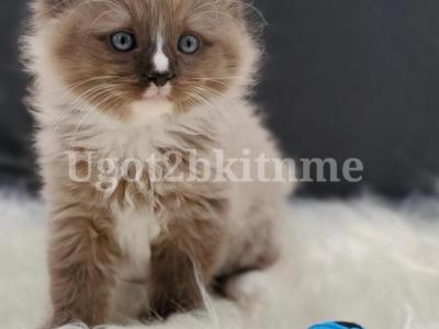 TICA Ragdolls Reserve Yours Now - Ragdoll - Gallery Photo #1